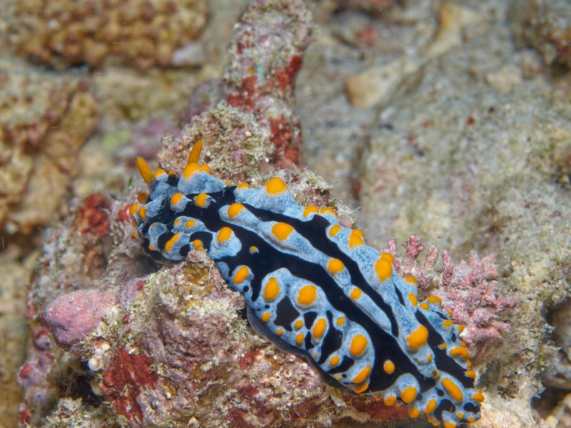Wart slug, Trawangan Slope